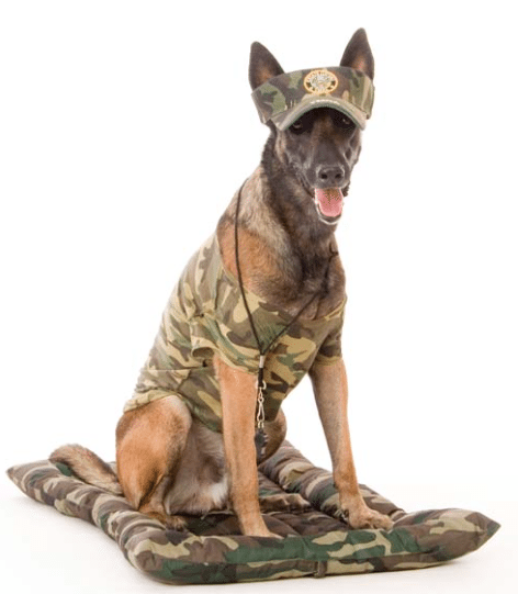 Doggy Boot Camp - K-9 Specialist